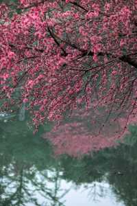 杭州這條“桃花大道”99％的人都不知道三生三世十里桃花