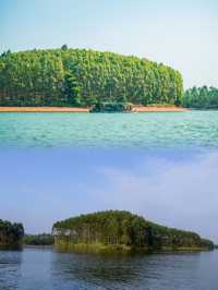 春天踏青去星島湖，看櫻花雨