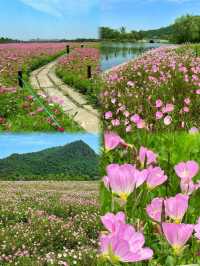 「花海旅行」湘湖的無邊花海也太浪漫了吧