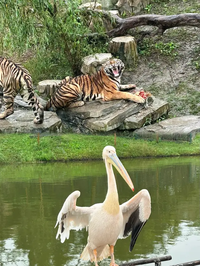 南通森林野生動物園一日遊：驚喜下午時光，值回票價！