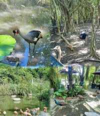 廣州一日遊，親近大自然，南沙水鳥世界