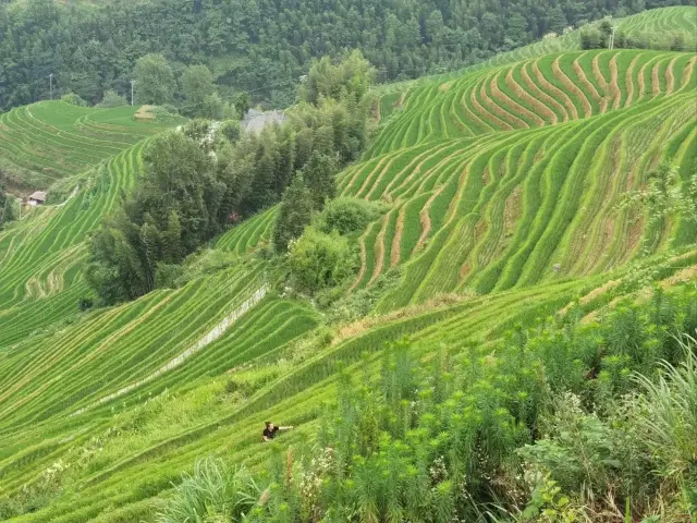 Who knows! The Longji Rice Terraces are truly breathtaking!!!