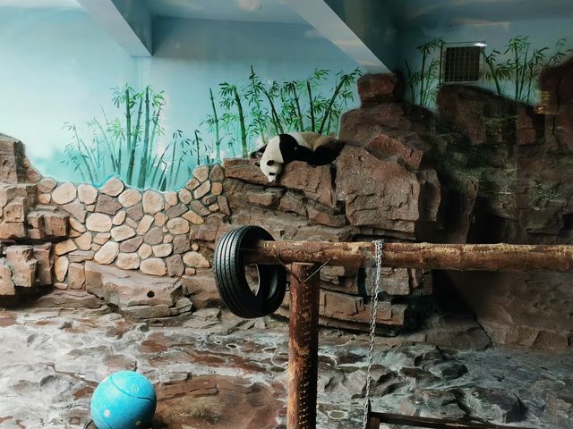 周末帶孩子好去處|打卡濟南野生動物世界 周末帶孩子好去處|打卡濟南野生動物世界