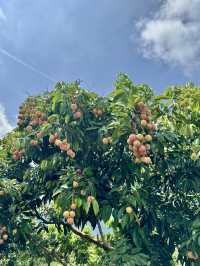週末去哪兒22｜夏天就要看荷花！