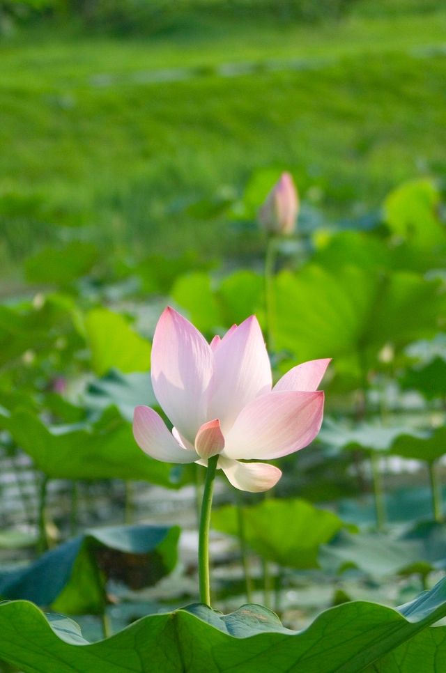 這兒的荷花「拍了拍」你，清涼一夏，「荷」你有約