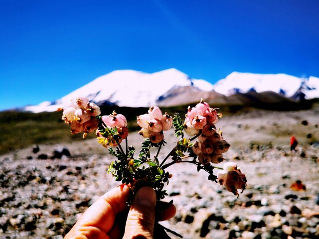 走近阿尼瑪卿雪山/青南川西甘南行（四）