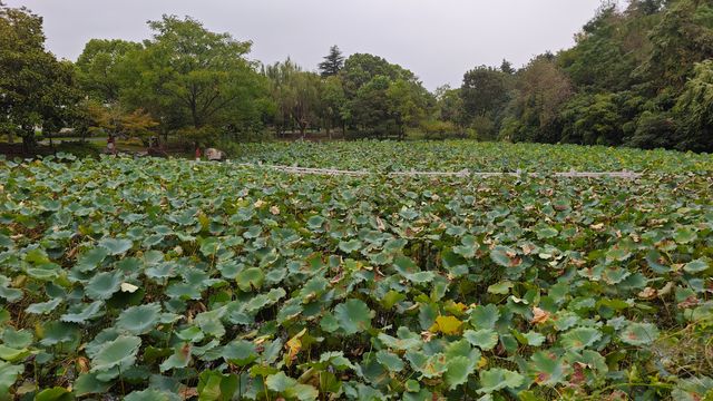 亭林園遊記。