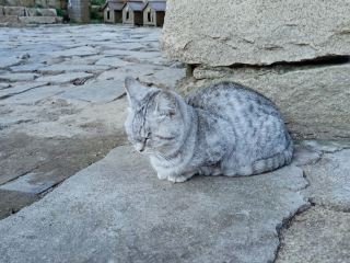 Baoding Cat Village | Go to a place with cats. 