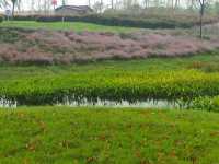 上海濱江森林公園花海谷｜拍照絕美地。