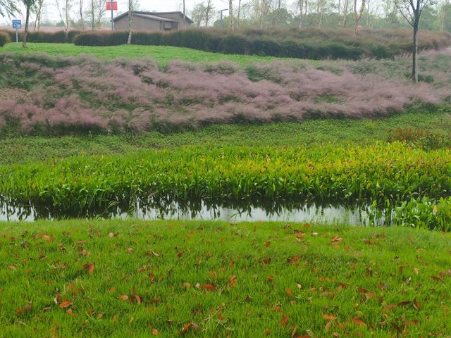上海濱江森林公園花海谷｜拍照絕美地。