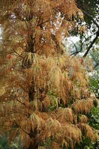 廣州天河區樹木公園|地鐵直達的草地溪流森林地。