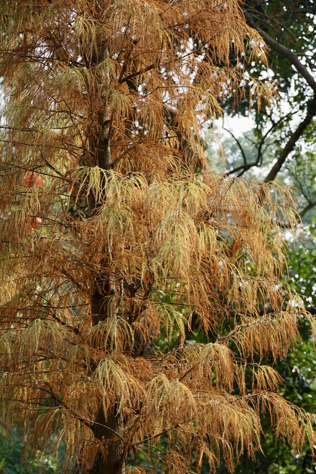 廣州天河區樹木公園|地鐵直達的草地溪流森林地。