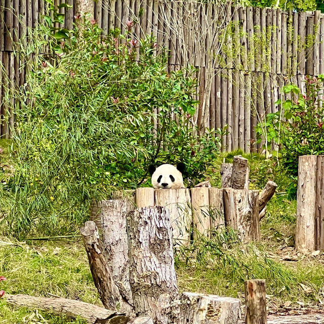 Chengdu :visit base of giant Panda.