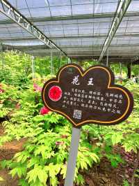 《洛陽隋唐植物園，一步一景皆詩意》。