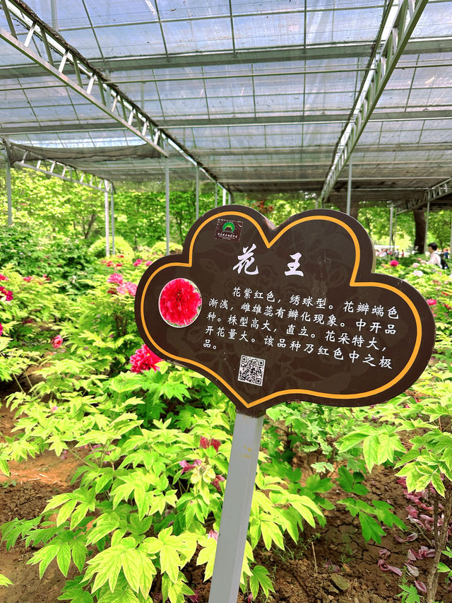 《洛陽隋唐植物園，一步一景皆詩意》。
