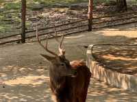 重慶動物園 免 門票了。