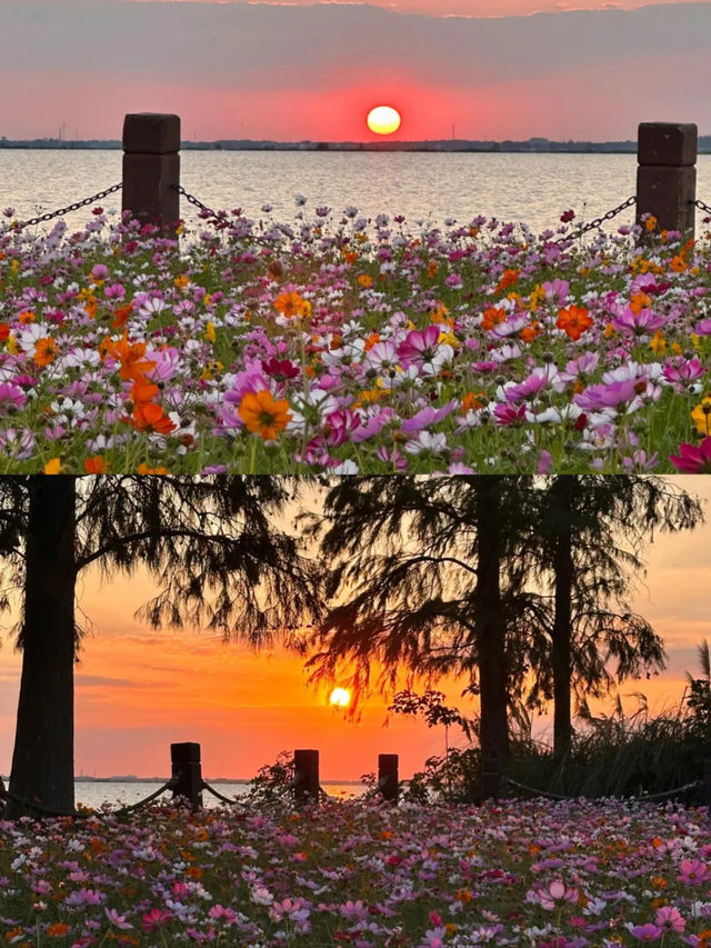 上海1小時千萬別錯過秋日淀山湖粉色花海。