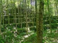 這麼漂亮的山有沒有人想去呢。。