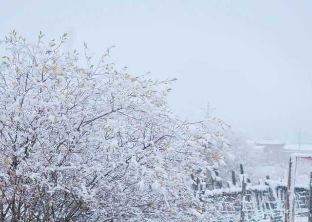 川西雪國夢境！甲根壩初冬風光太美了|。