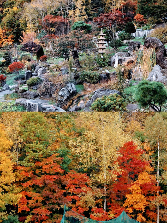 札幌賞楓圖鑑：豐平峽溫泉。