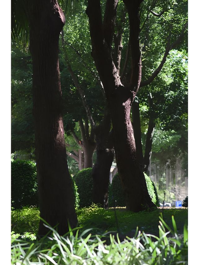 湖邊水庫的冬天，仿佛是倒帶的春天。