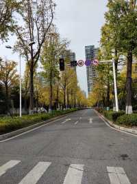 銀杏原路的銀杏葉快要變黃了。