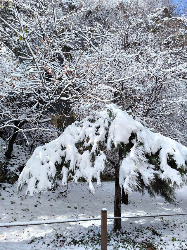 西安翠華山|絕美雪景。 西安翠華山|絕美雪景。
