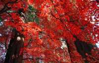 日本長野長圓寺 血紅的楓美極了。