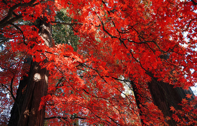 日本長野長圓寺 血紅的楓美極了。