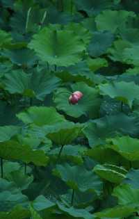 是重慶 是華嚴寺 是荷花
