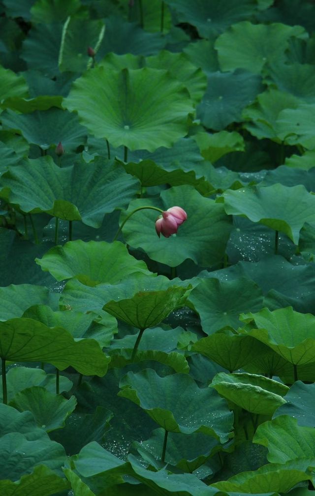 是重慶 是華嚴寺 是荷花