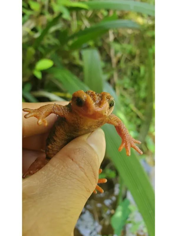 這幾天在哀牢山徒步，發現了國家二級保護動物～細瘰疣螈