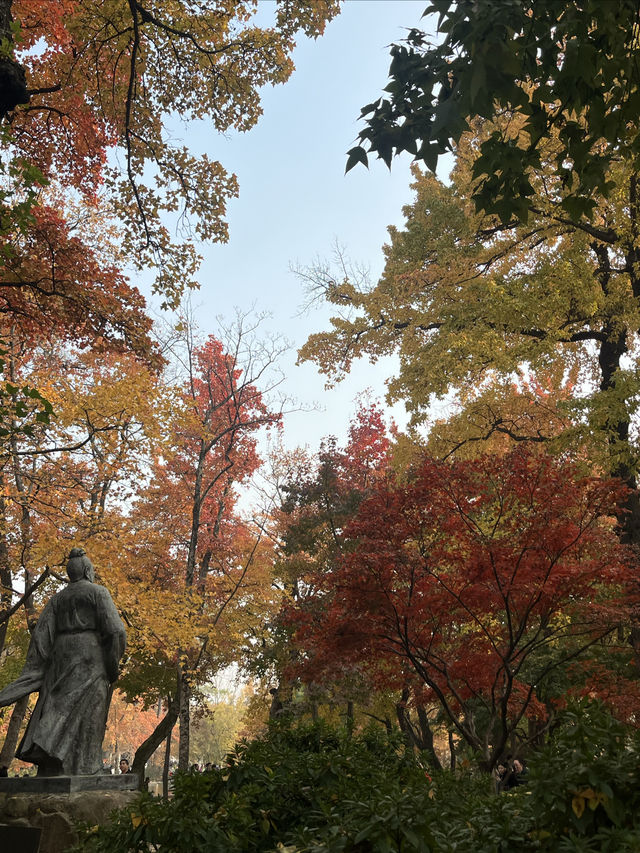 姑蘇秋意：天平紅楓，美艷不可方物