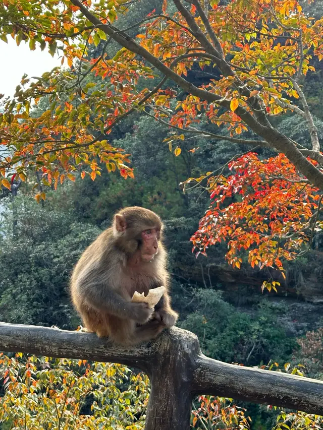 4-Day Trip to Zhangjiajie and More | Detailed Guide to Enjoy Every Moment
