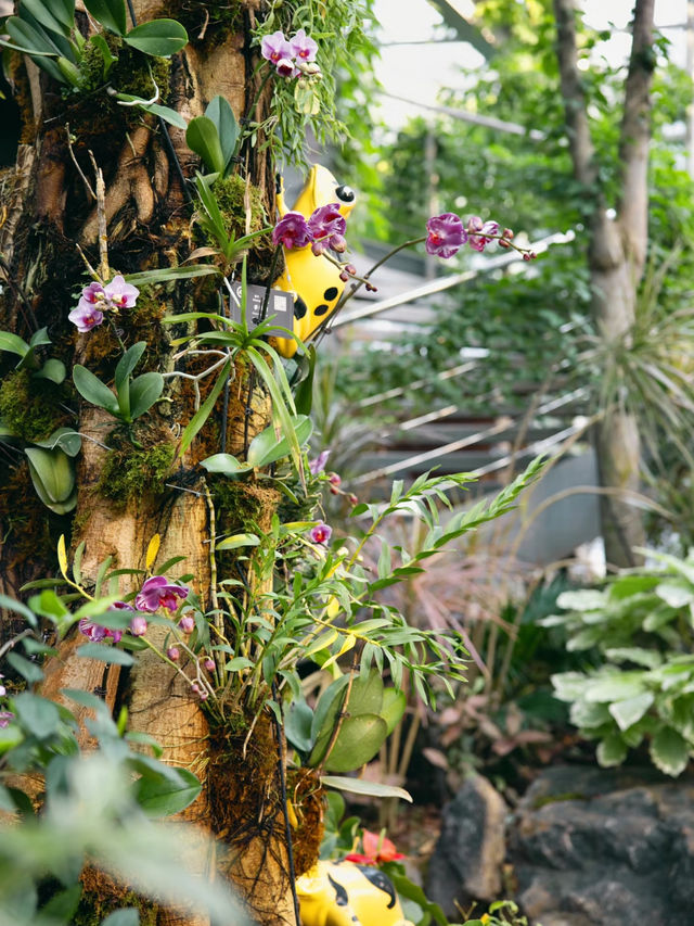 湖南省植物園 | 我好像走進了森林秘境