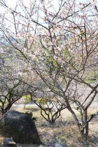 廣州周邊遊丨從化流溪香雪1.16實拍（附推薦）