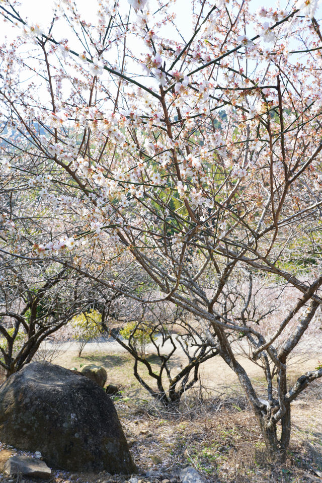 廣州周邊遊丨從化流溪香雪1.16實拍（附推薦）
