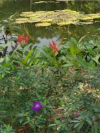 闖進海南熱帶植物園 | 一場超治癒的綠野仙蹤