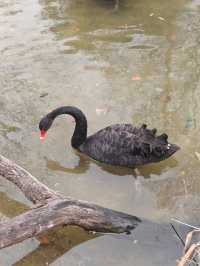 動物園邂逅酒店貓咪的快樂之旅