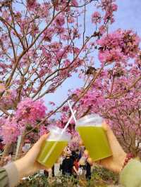 江門一日遊：打卡風鈴木蒲葵林彩虹村