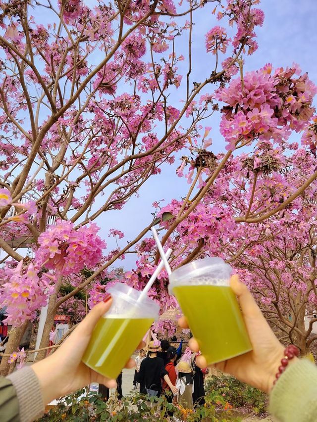江門一日遊：打卡風鈴木蒲葵林彩虹村