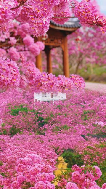 綠美生態園的特色和亮點是什麼吸引遊客的原因是什麼