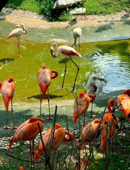 走進大連森林動物園，探索奇妙的動物世界！