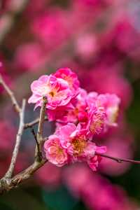 成都｜今日實拍！望江樓公園的梅花已經開爆啦