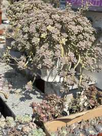 藏在石岩的絕美花木市場