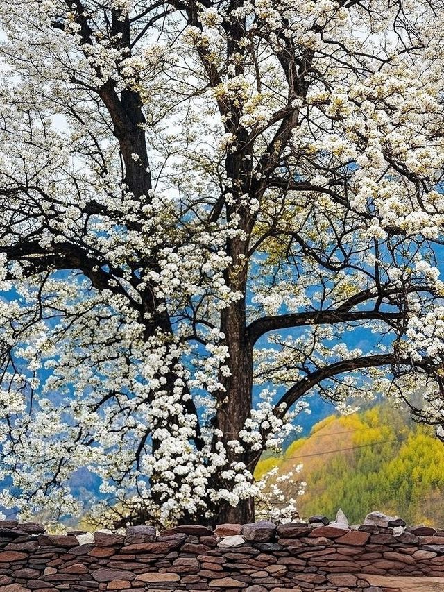 金川梨花 | 一場春日的夢幻之約