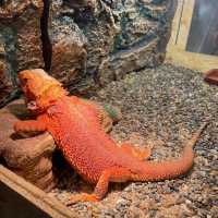 吉林遼源市田雨小鎮:田園詩畫中的夢幻樂園