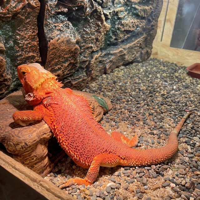 吉林遼源市田雨小鎮:田園詩畫中的夢幻樂園 吉林遼源市田雨小鎮:田園詩畫中的夢幻樂園