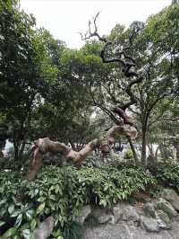 尋找春天，我選擇桂林公園，寧靜且美好
