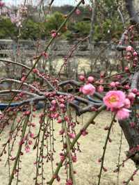 2.21 莘莊梅園實況｜「梅」不勝收，獨佔春色，專場